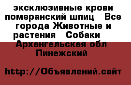 эксклюзивные крови-померанский шпиц - Все города Животные и растения » Собаки   . Архангельская обл.,Пинежский 